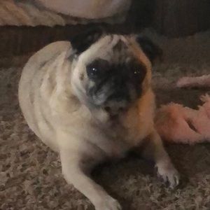 Meet your Posher, Deanna